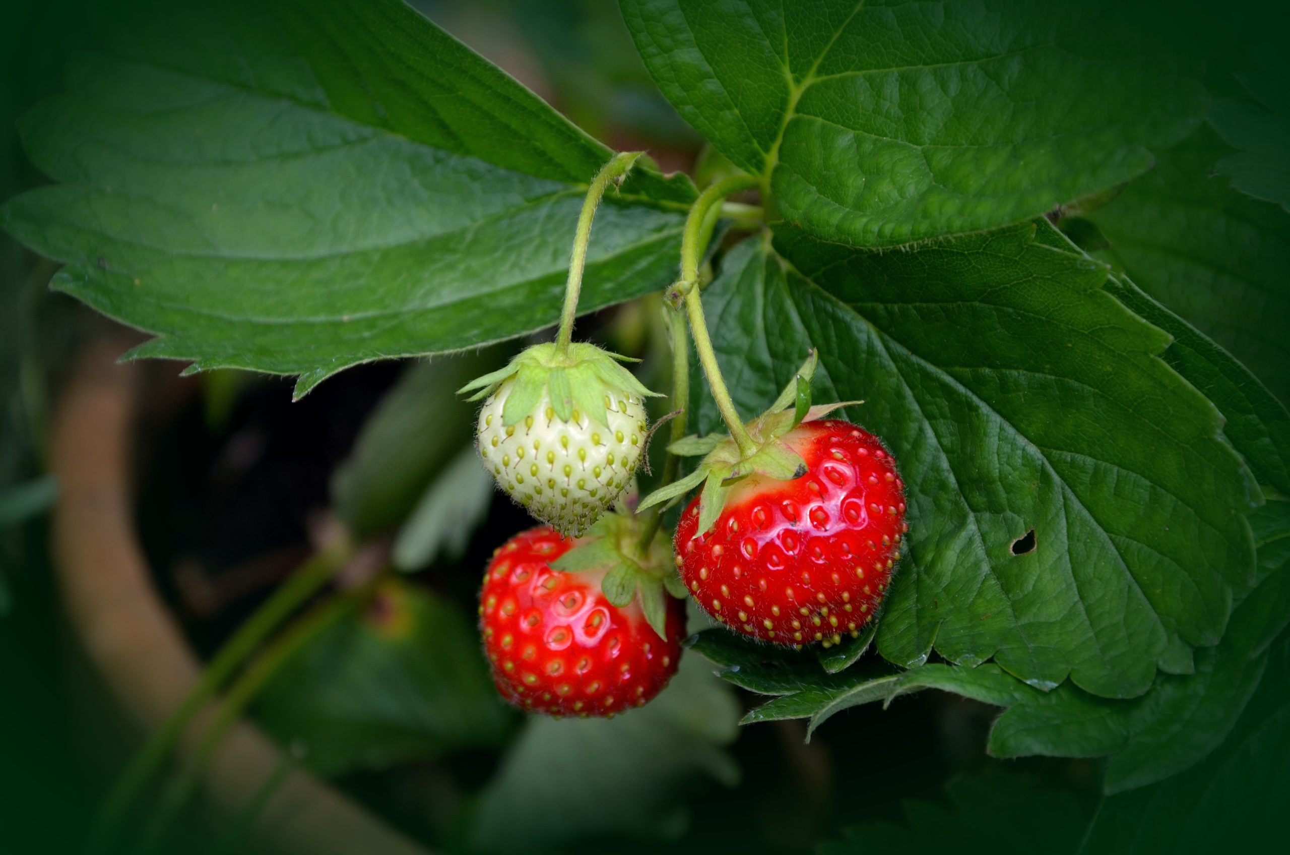 Piégeage Mouche asiatique des fruits verger Bioassays fr