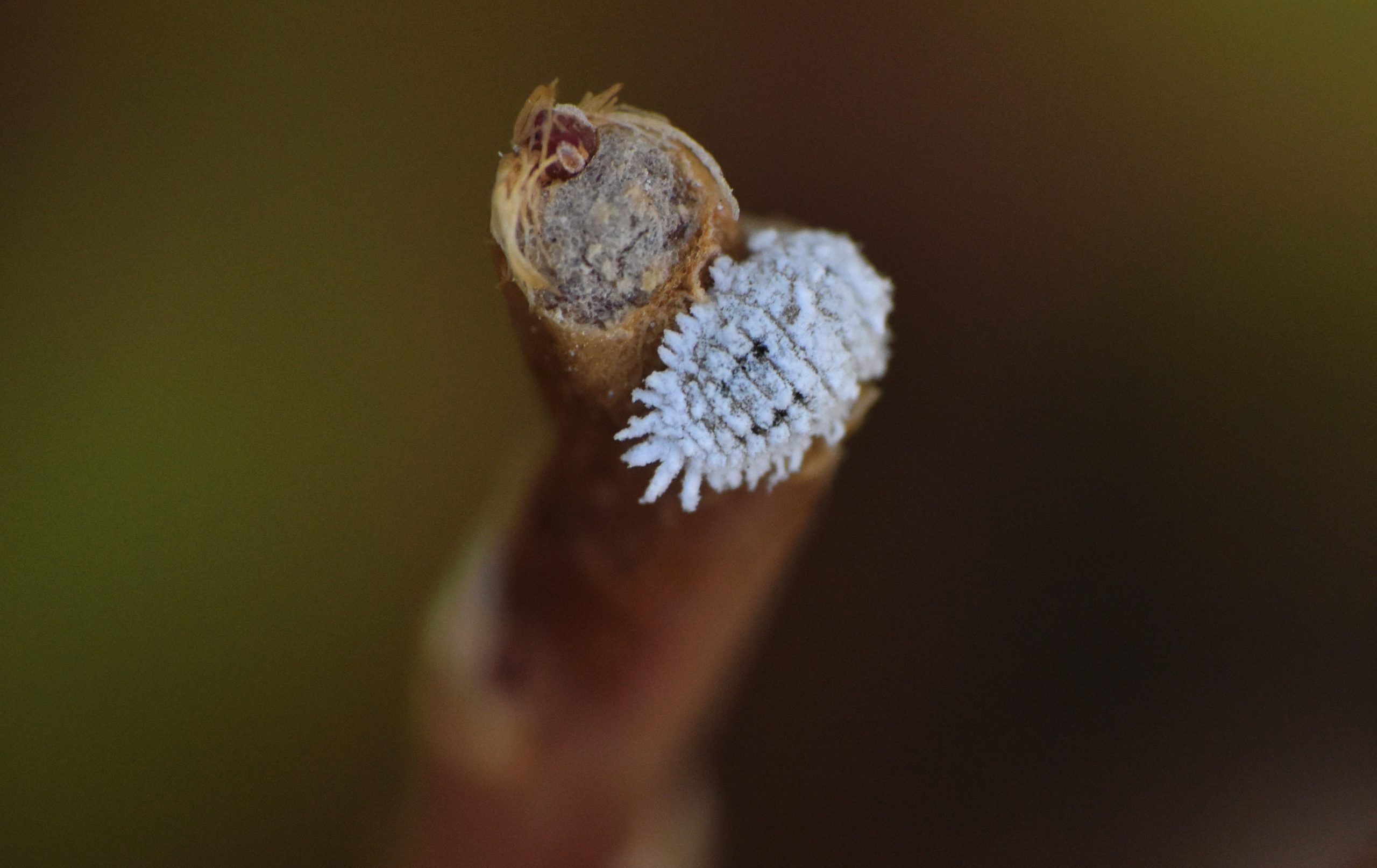 La Cochenille Farineuse De L Oranger Bioassays Fr